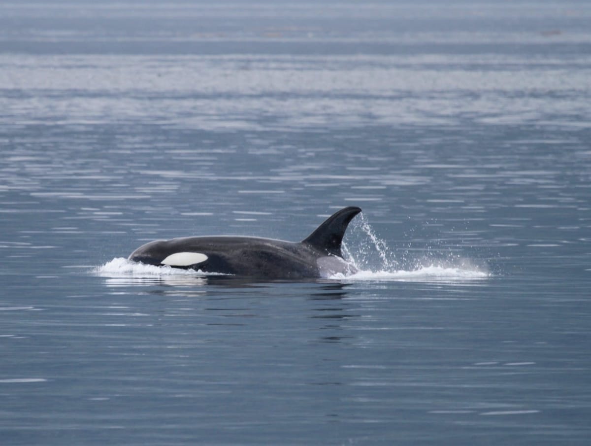 Last Chance for the Orcas: Can Science Save the Southern Resident Killer Whale?